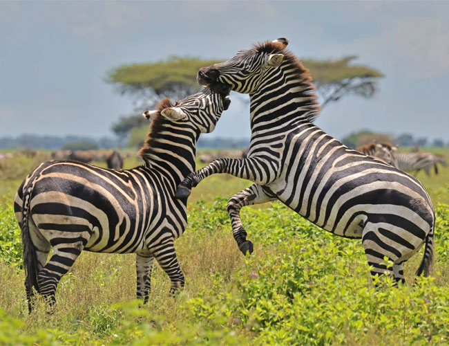 6 Days Serengeti, Tarangire & Ngorongoro Lodge Safari